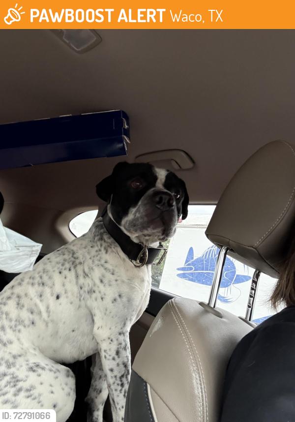 Found/Stray Male Dog last seen Brookview Neighborhood, Waco, TX 76707