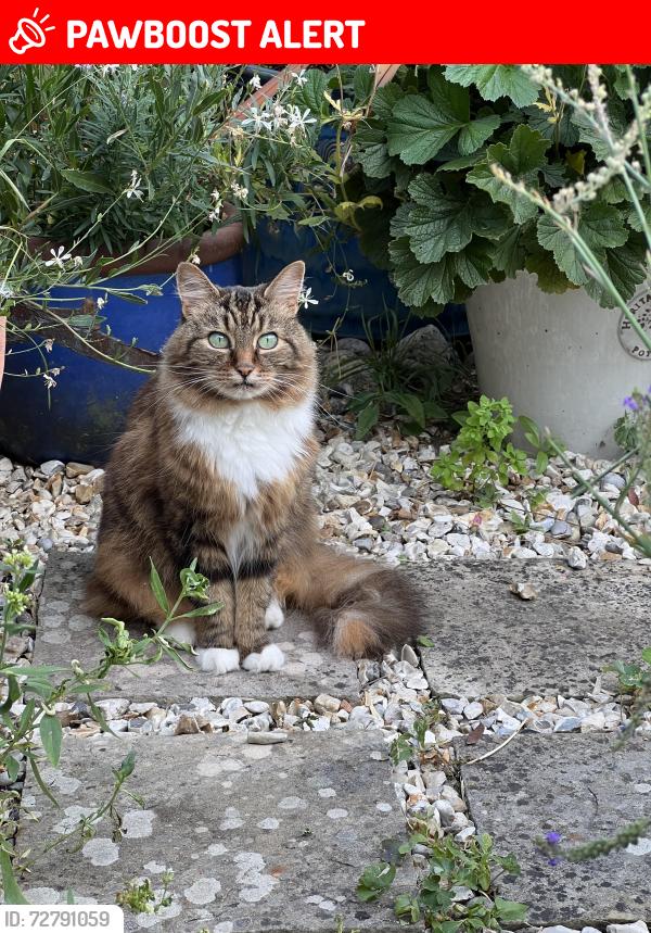 Lost Female Cat last seen Withleigh Road, Knowle, Bristol, Knowle, England BS4 2LQ