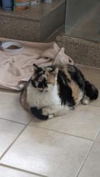 Lost Female Cat last seen Davis Rd & Ode Turner Rd , Hillsborough, NC 27278