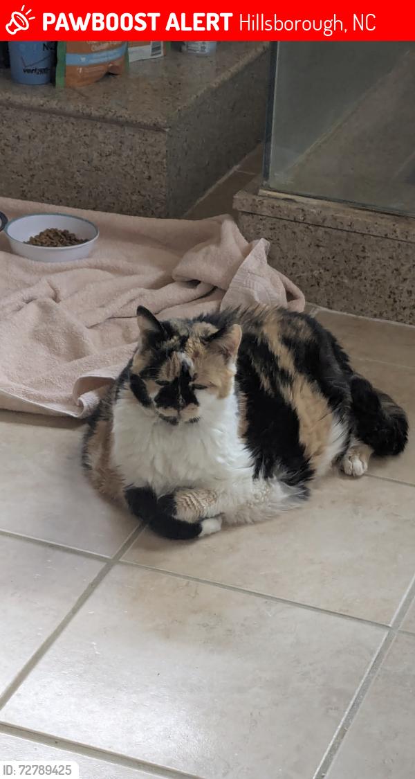 Lost Female Cat last seen Davis Rd & Ode Turner Rd , Hillsborough, NC 27278