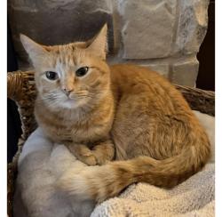 Lost Female Cat last seen Moody Hill/ Massard Road Area , Fort Smith, AR 72923