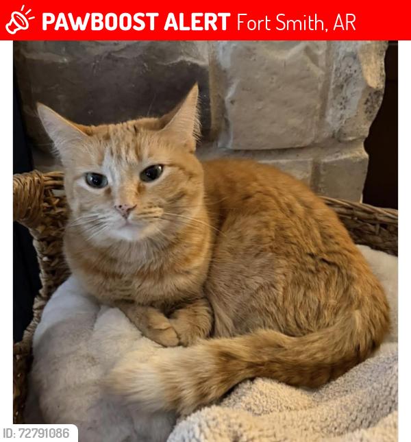 Lost Female Cat last seen Moody Hill/ Massard Road Area , Fort Smith, AR 72923