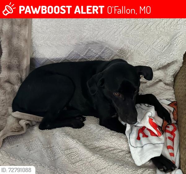 Lost Male Dog last seen Beacon Drive and Veterans Memorial Pkwy, O'Fallon, MO 63366