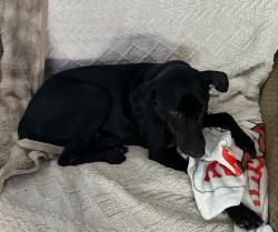 Lost Male Dog last seen Beacon Drive and Veterans Memorial Pkwy, O'Fallon, MO 63366