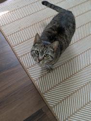 Lost Female Cat last seen White River + Godman, Muncie, IN 47303
