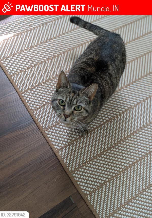 Lost Female Cat last seen White River + Godman, Muncie, IN 47303