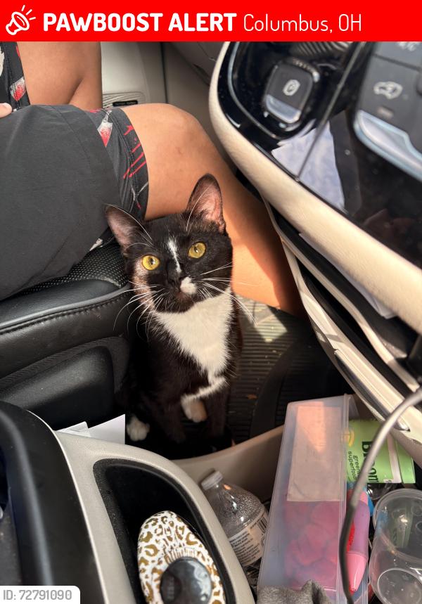 Lost Male Cat last seen Kenny road, speedway, Columbus, OH 43220