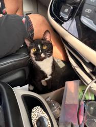Lost Male Cat last seen Kenny road, speedway, Columbus, OH 43220