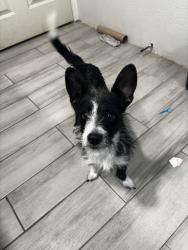 Lost Male Dog last seen infront of our lady of perpetual help catholic church, Indio, CA 92201