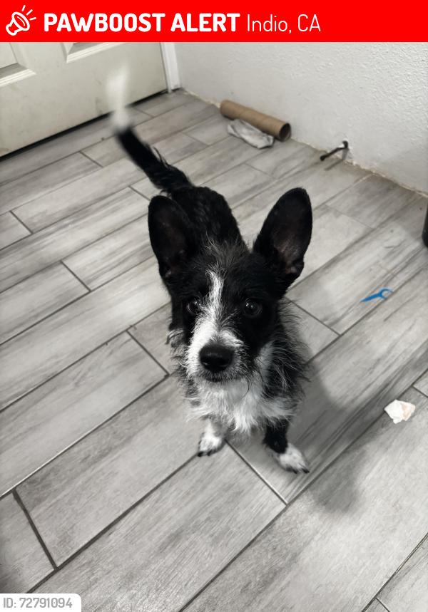 Lost Male Dog last seen infront of our lady of perpetual help catholic church, Indio, CA 92201
