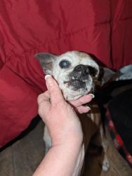Found/Stray Female Dog last seen Beltline Rd close to Golf Course , Lancaster, TX 75146