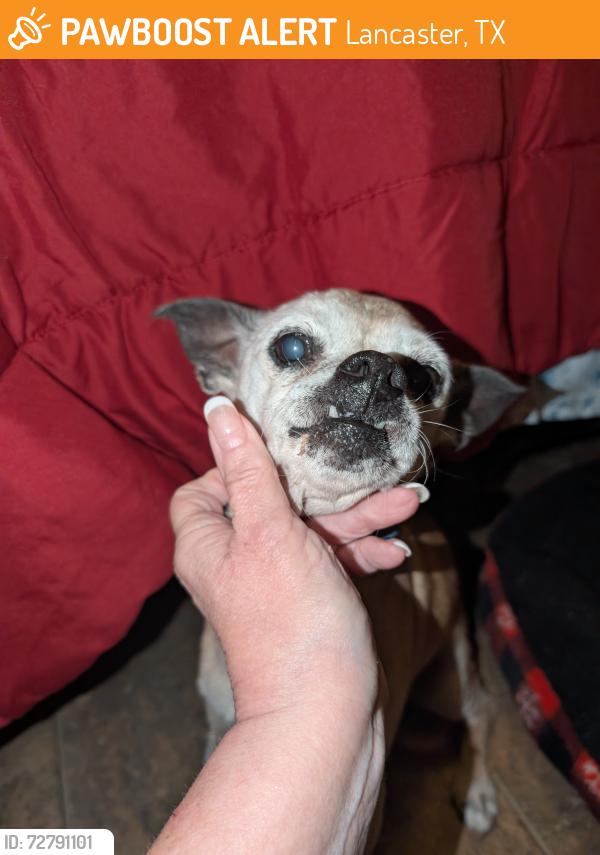 Found/Stray Female Dog last seen Beltline Rd close to Golf Course , Lancaster, TX 75146