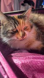Lost Female Cat last seen Purbrook way , Hampshire, England 