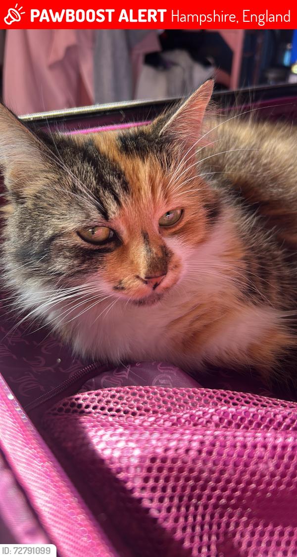Lost Female Cat last seen Purbrook way , Hampshire, England 