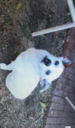 Lost Male Dog last seen Lynch Funeral , Caddo Mills, TX 75135