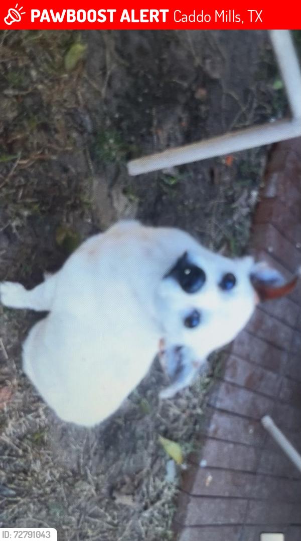 Lost Male Dog last seen Lynch Funeral , Caddo Mills, TX 75135