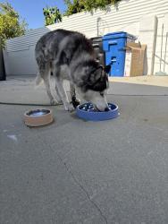 Found/Stray Male Dog last seen Osborne st and beachy, Los Angeles, CA 91331