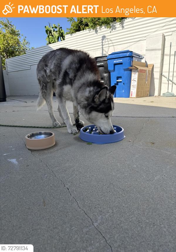 Found/Stray Male Dog last seen Osborne st and beachy, Los Angeles, CA 91331