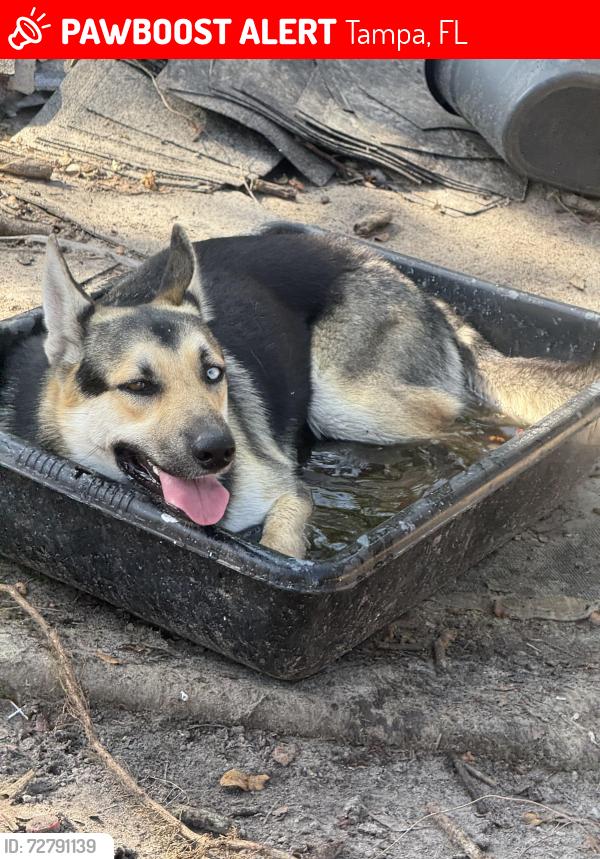 Lost Male Dog last seen Serena dr, Tampa, FL 33617