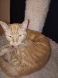Lost Female Cat last seen Louisiana ave St Louis park, St. Louis Park, MN 55426