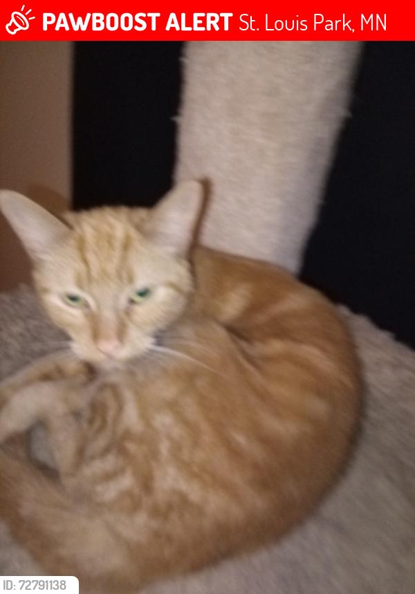 Lost Female Cat last seen Louisiana ave St Louis park, St. Louis Park, MN 55426