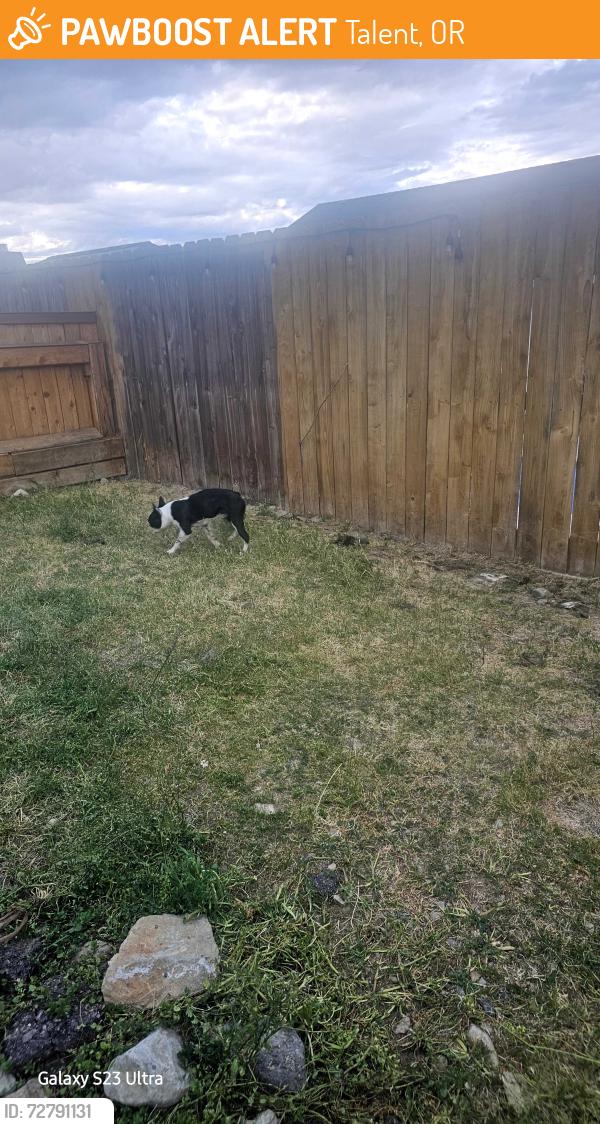 Found/Stray Male Dog last seen Near Dominos, Talent, OR 97540