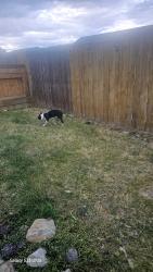 Found/Stray Male Dog last seen Near Dominos, Talent, OR 97540