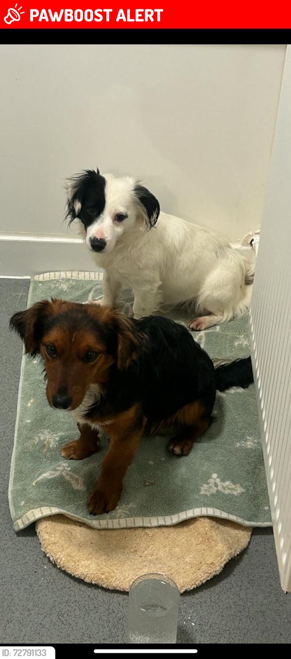 Lost Male Dog last seen Right across from the garden centre on Chelmsford road, Rawreth, England SS11 8SJ