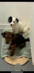 Lost Male Dog last seen Right across from the garden centre on Chelmsford road, Rawreth, England SS11 8SJ