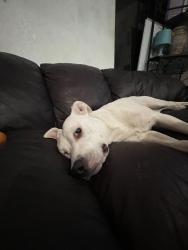 Lost Female Dog last seen Serena dr, Tampa, FL 33617
