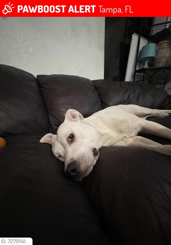 Lost Female Dog last seen Serena dr, Tampa, FL 33617