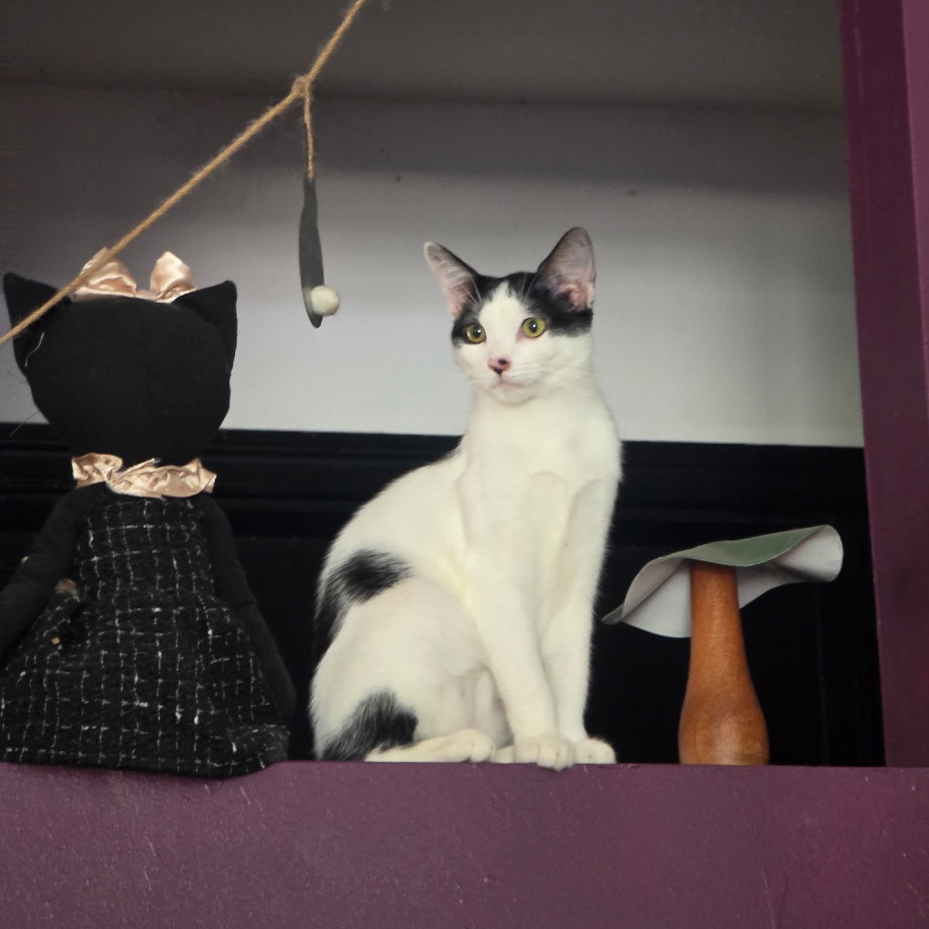 Shelter Stray Female Cat last seen , 8020 Washington St, Port Richey, FL 34668, USA