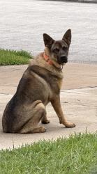 Found/Stray Male Dog last seen Villages of tour 18, Atascocita, TX 77338