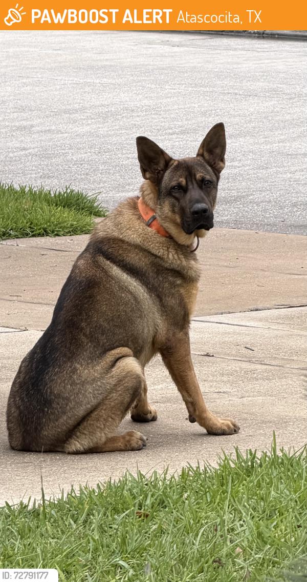 Found/Stray Male Dog last seen Villages of tour 18, Atascocita, TX 77338