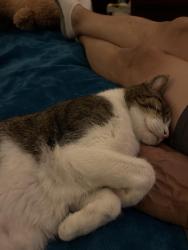 Lost Male Cat last seen Lakewood school , Modesto, CA 95355