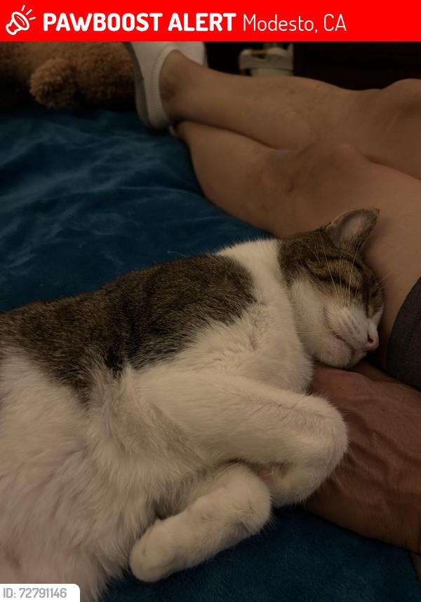 Lost Male Cat last seen Lakewood school , Modesto, CA 95355