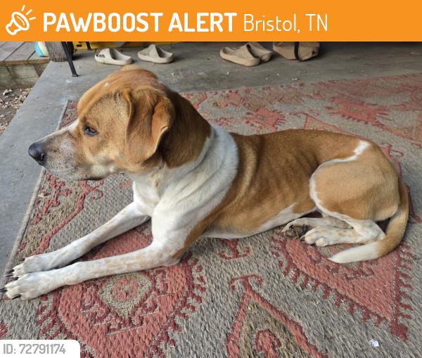 Found/Stray Female Dog last seen Near papervillw road lot 1, Bristol, TN 37620