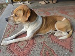 Found/Stray Female Dog last seen Near papervillw road lot 1, Bristol, TN 37620