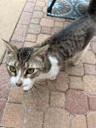 Found/Stray Male Cat last seen Gleneagles oakmont, Pasadena, TX 77505
