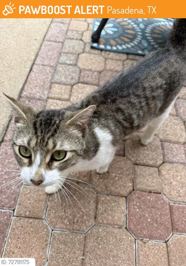 Found/Stray Male Cat last seen Gleneagles oakmont, Pasadena, TX 77505