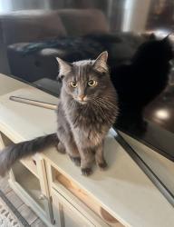 Lost Male Cat last seen Camelia Ave and Ninth St. north of Sanger High School , Sanger, CA 93657