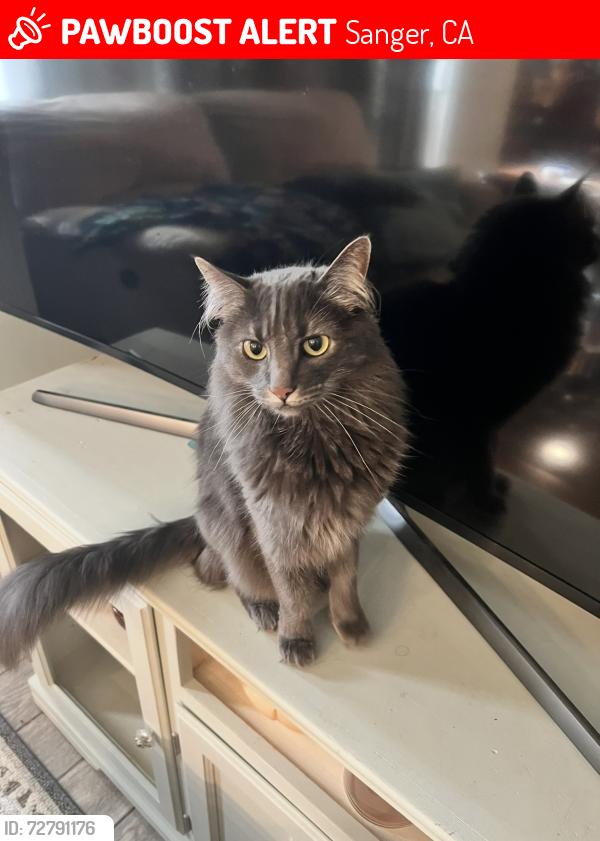 Lost Male Cat last seen Camelia Ave and Ninth St. north of Sanger High School , Sanger, CA 93657