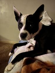 Lost Female Dog last seen Near s 68th st Kansas City Kansas , Kansas City, KS 66111