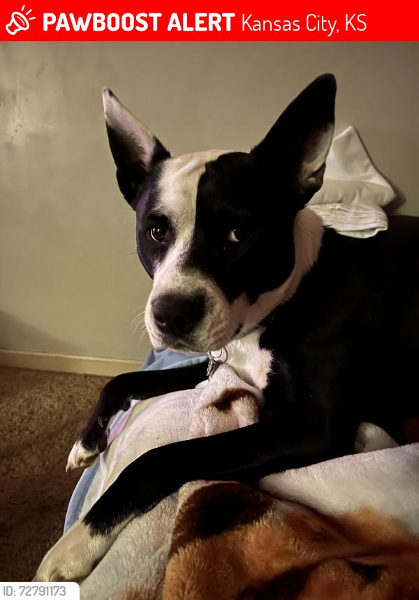 Lost Female Dog last seen Near s 68th st Kansas City Kansas , Kansas City, KS 66111