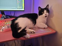 Lost Male Cat last seen Near ewing way, Wylie, TX 75098