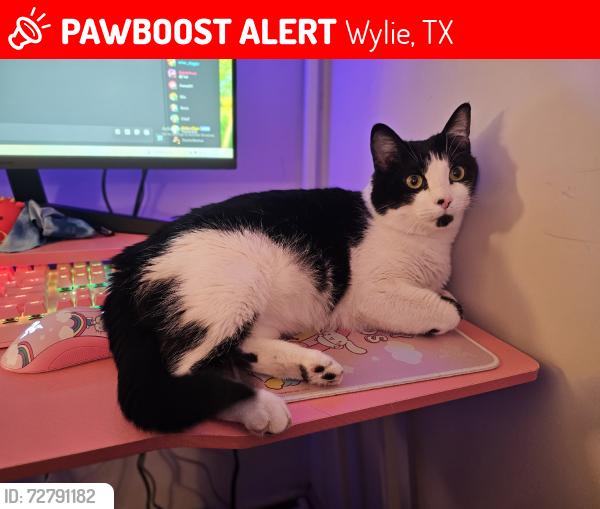 Lost Male Cat last seen Near ewing way, Wylie, TX 75098