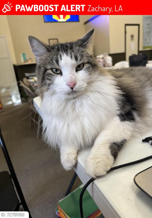 Lost Male Cat last seen Church street, Zachary, Zachary, LA 70791