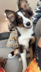 Lost Male Dog last seen Hammersley road, Madison, WI 53711