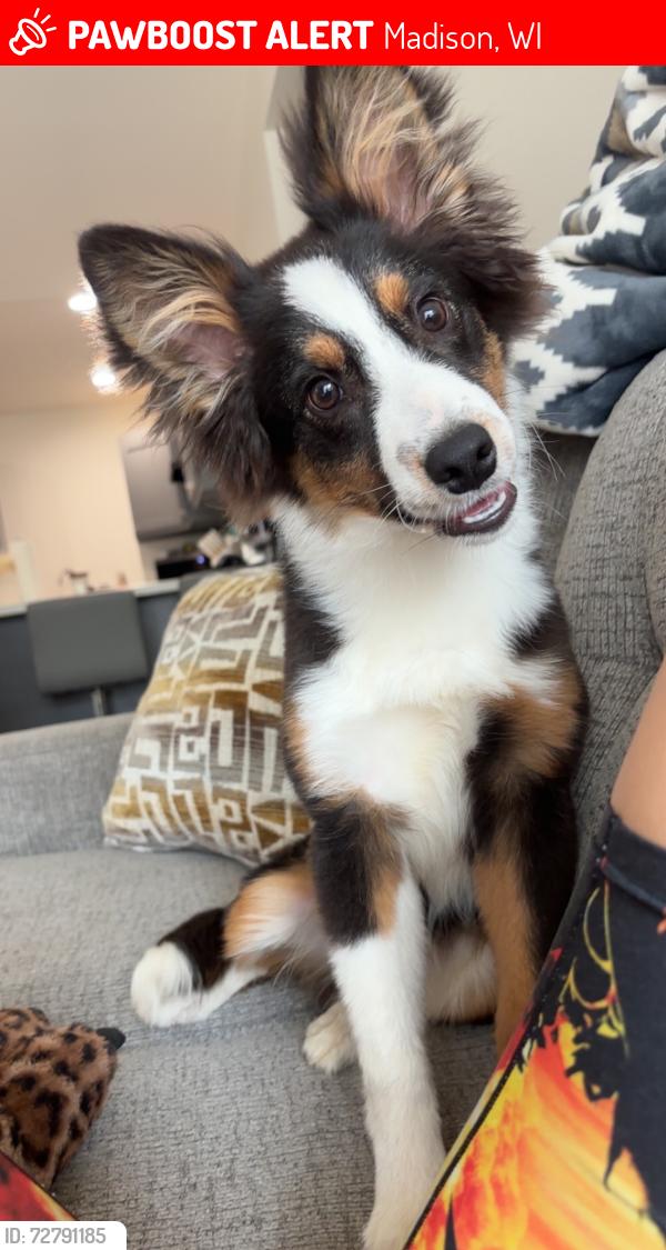 Lost Male Dog last seen Hammersley road, Madison, WI 53711