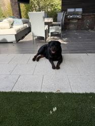 Found/Stray Female Dog last seen Foxhill park, Las Vegas, NV 89138